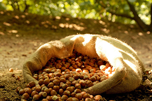 Fındıkta şok eden İddia!