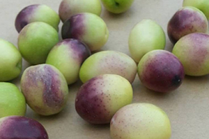 Gaziantep Bu Yıl 12 Bin 500 Ton Rekolte Bekliyor