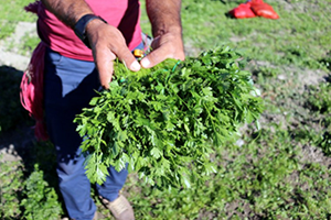 Hatay, Maydanoz Üretiminin Yüzde 40`ını Gerçekleştiriyor