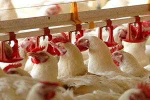 Kanatlıda Sıkıntı İhracat