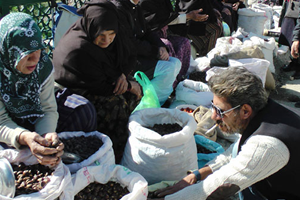 Kestane Bolluğu Satıcıları Sevindirirken, Tüketici Fiyatlardan Şikayetçi