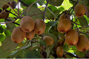 Kivi Üreticileri 2 Lira Fiyat Bekliyor