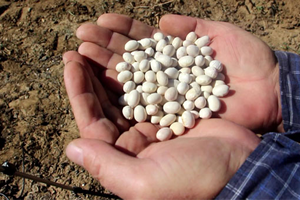 Köse fasülyesi İspir Fasülyesi`ne Rakip