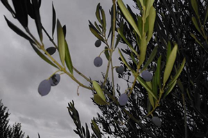 Kuraklık, Zeytin Üreticisinin Belini İyice Büktü