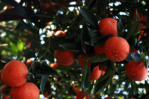 Mandalinada Fiyat Sorununa `Kurutulmuş` Çözüm