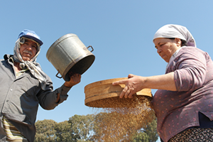 Muğla Susamına Japon İlgisi