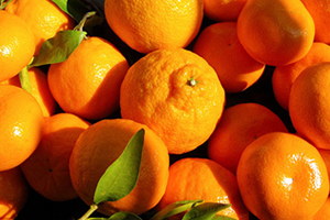 Narenciyede İhracat Desteği Devam Edecek