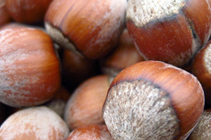 Fındık Fiyatları 11 Liraya Düştü