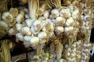 Sarımsağın Başkenti`ne Sarımsak Satıyorlar