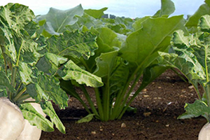 Şeker Pancarı Yüz Güldürüyor