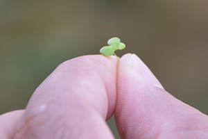 En Küçük Bitki `Temizlik Hastası` Çıktı