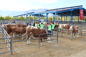 Süt Parası Karşılığında İnek Dağıtılıyor