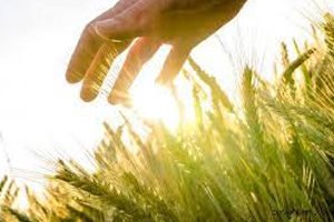 Tarımda Milli Dönem