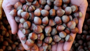 `Artık Vizyonu Olan Bir Fındık Politikamız Olmalı`