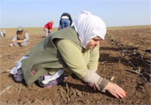 Milli Tohum Islah Çalışmalarında Kadın Emeği