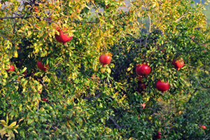 Adana`da Yılda 47 Bin Ton Nar Üretiliyor