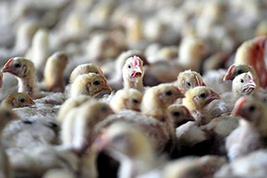 Almanya`nın Ardından Fransa`da Alarm