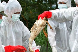 H5N8 Virüsü Almanya`da Hızla Yayılıyor