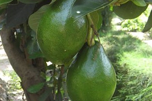 Anamur`da Avokado Üretilecek