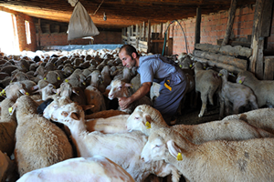 5 Bin Adet Damızlık Koyun-Keçi Dağıtılacak