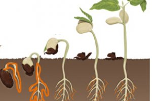 Biyolojik Gübre Devri Başlıyor