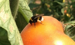 Bombus Arısı Desteğinde Kriter Değişti