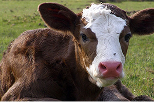 Buzağı Ölümlerinin Önüne Geçilemiyor