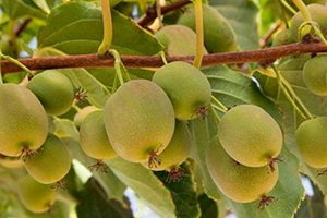 Doğu Karadeniz`de Kivi Hasat Tarihi Belirlendi