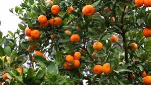 Havran Mandalinası Dalında Kaldı