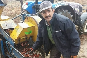 Kestane Üreticisi Yeni Sezon Fiyatlarından Umutlu