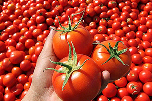 Domates İki Üç Yıl Daha Bekleyecek