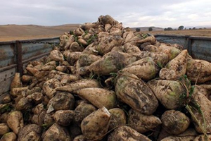 Mikoriza Mantarı, Gübre Kullanımını Azalttı