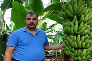 Muz Kanserine Çare Bulundu mu?