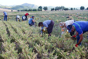 Kurak Bölge Bitkisi Nohut