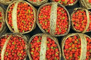 Çilek Üretiminde Büyük Artış