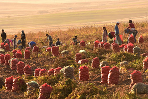 Patates Üreticileri Dertli