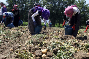 Patatesin Destek Dışı Kalması Çiftçiyi Üzdü