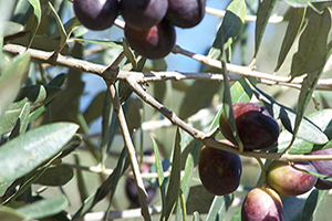 ``Sinek`` Verimi Yüzde 50 Düşürdü