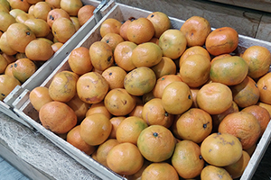 Türk Narenciyesi Rusya`daki Raflarda Yerini aldı