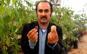 Ceviz Fidanları Randevuyla Satılıyor