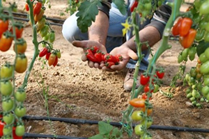 Yeni Ürün ``Urma`` Domatesi