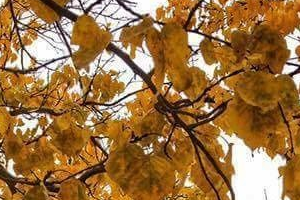 Kayısıda Hastalık Mücadelesi