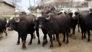 Sütünün Litresi 10 Lira Ama Ara Ki Bulasın!