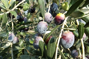 Gemlik Zeytini Yüz Güldürdü