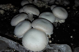 Genç Çiftçi İlk Hasadını Gerçekleştirdi