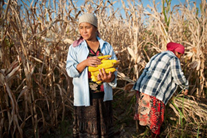 Gıda Güvenliği Tehlikede