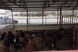 Genç Çiftçilere Hibe Koyun Desteği