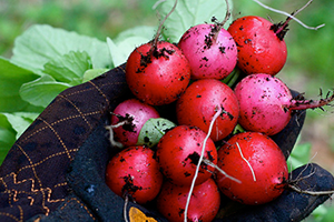 Bacasız Fabrika: Turp