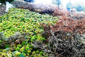 Kilosu 10 Lira Olan Kestaneler İhracat Yolcusu