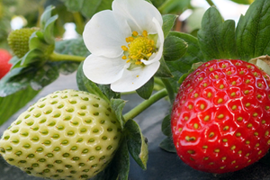 Aralık Ayında Çilek Hasadı